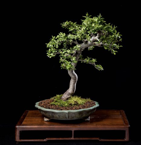 Bonsai