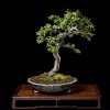 I Bonsai dei Soci » AgostinoC