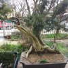 Bonsai