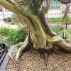 Bonsai