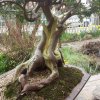 Bonsai