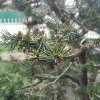 Bonsai