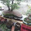 Bonsai