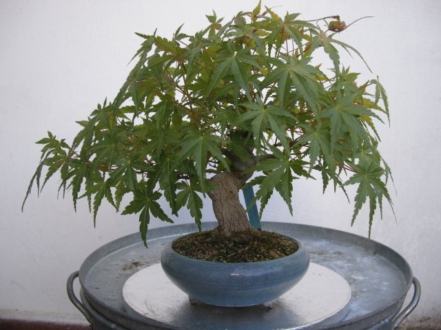 Bonsai