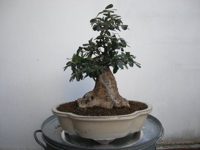 Bonsai