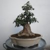 Bonsai