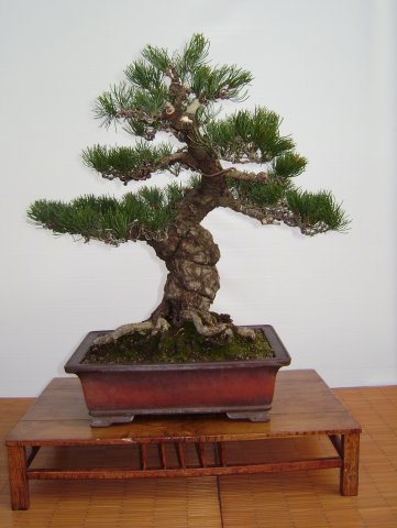 I bonsai dei soci ABC - Giorgio Scotto