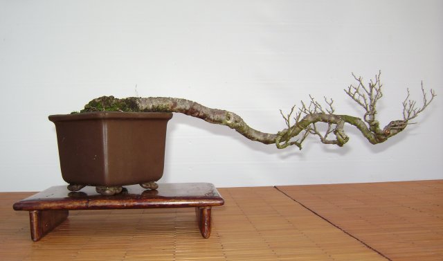 I bonsai dei soci ABC - Giorgio Scotto