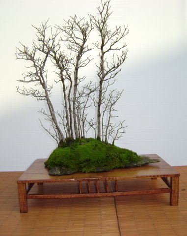 I bonsai dei soci ABC - Giorgio Scotto