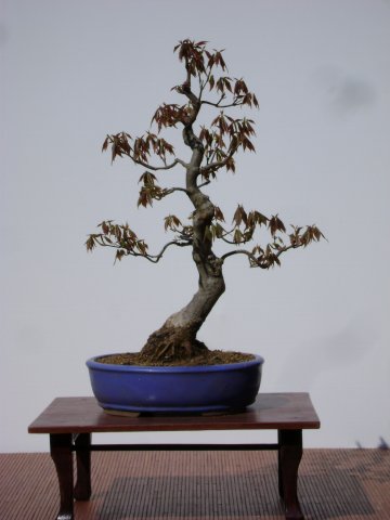 I bonsai dei soci ABC - Giorgio Scotto