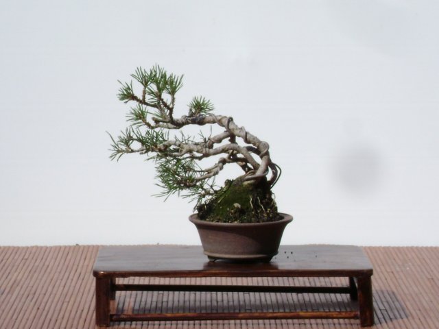 I bonsai dei soci ABC - Giorgio Scotto