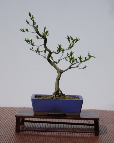 I bonsai dei soci ABC - Giorgio Scotto