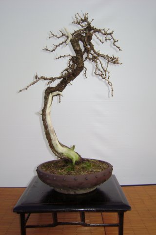 I bonsai dei soci ABC - Giorgio Scotto