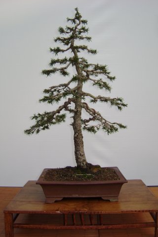 I bonsai dei soci ABC - Giorgio Scotto