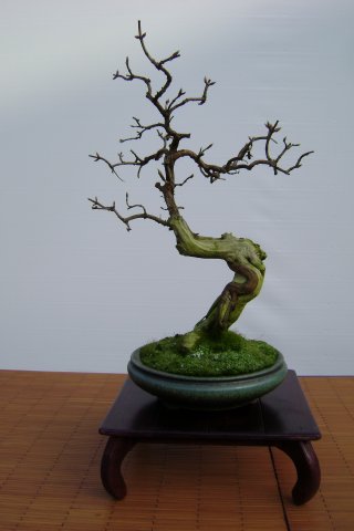 I bonsai dei soci ABC - Giorgio Scotto