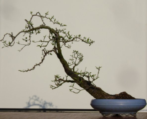 I bonsai dei soci ABC - Giorgio Scotto