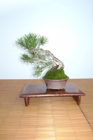 I bonsai dei soci ABC - Giorgio Scotto