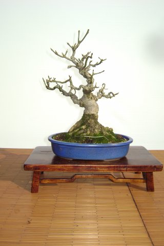 I bonsai dei soci ABC - Giorgio Scotto