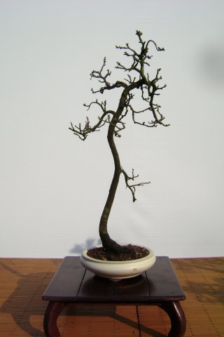 I bonsai dei soci ABC - Giorgio Scotto