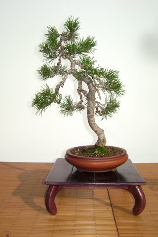 I bonsai dei soci ABC - Giorgio Scotto