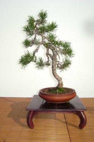 I bonsai dei soci ABC - Giorgio Scotto