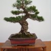 I bonsai dei soci ABC - Giorgio Scotto