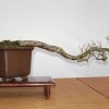 I bonsai dei soci ABC - Giorgio Scotto