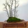 I bonsai dei soci ABC - Giorgio Scotto