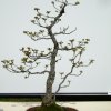 I bonsai dei soci ABC - Giorgio Scotto