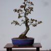 I bonsai dei soci ABC - Giorgio Scotto