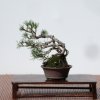 I bonsai dei soci ABC - Giorgio Scotto