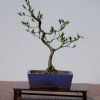 I bonsai dei soci ABC - Giorgio Scotto