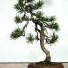 I bonsai dei soci ABC - Giorgio Scotto