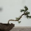 I bonsai dei soci ABC - Giorgio Scotto