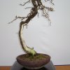 I bonsai dei soci ABC - Giorgio Scotto