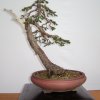 I bonsai dei soci ABC - Giorgio Scotto