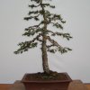 I bonsai dei soci ABC - Giorgio Scotto