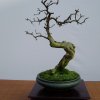 I bonsai dei soci ABC - Giorgio Scotto