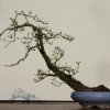 I bonsai dei soci ABC - Giorgio Scotto