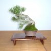 I bonsai dei soci ABC - Giorgio Scotto