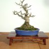 I bonsai dei soci ABC - Giorgio Scotto