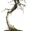 I bonsai dei soci ABC - Giorgio Scotto