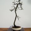 I bonsai dei soci ABC - Giorgio Scotto