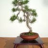 I bonsai dei soci ABC - Giorgio Scotto